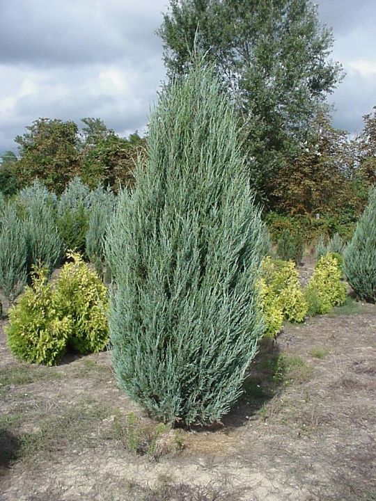Можжевельник виргинский «Скай рокет» Juniperus virginiana Skyrocket