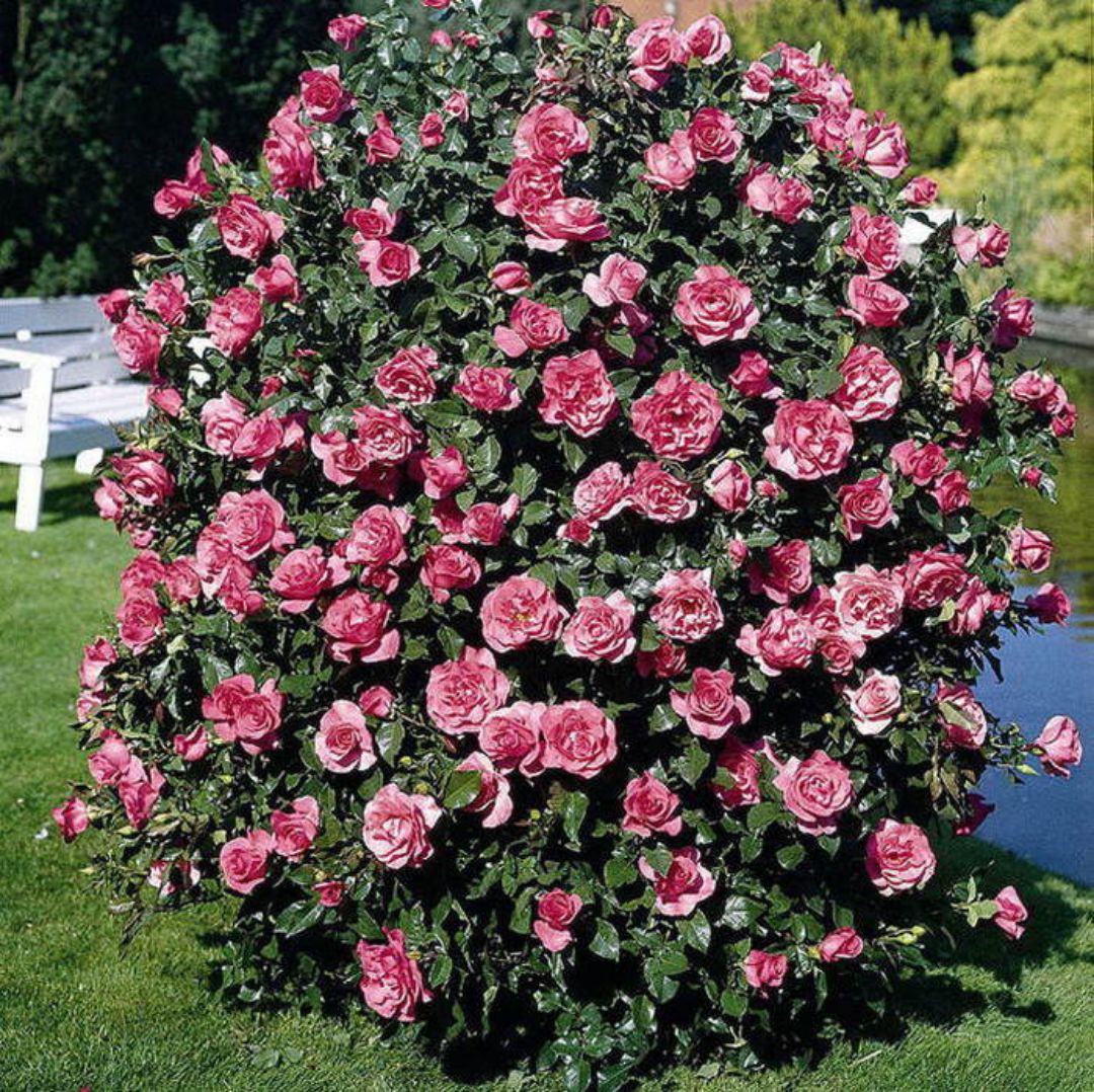 сорта кустовых роз с фото