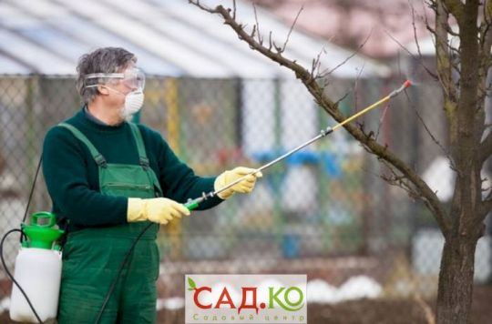 У болезней и вредителей нет нерабочих недель в Ростове-на-Дону Сад.Ко фото