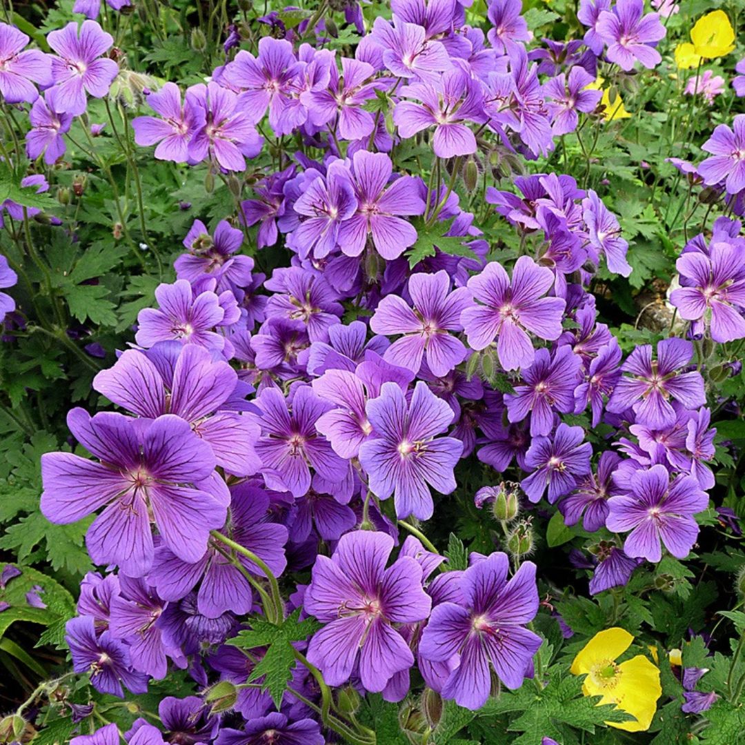 Герань великолепная (Geranium Magnificum)