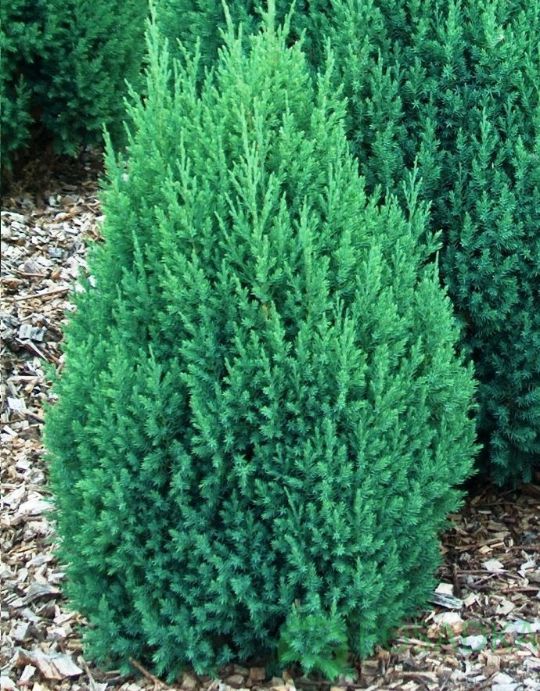 Можжевельник китайский«Стрикта» Juniperus chinensis Stricta