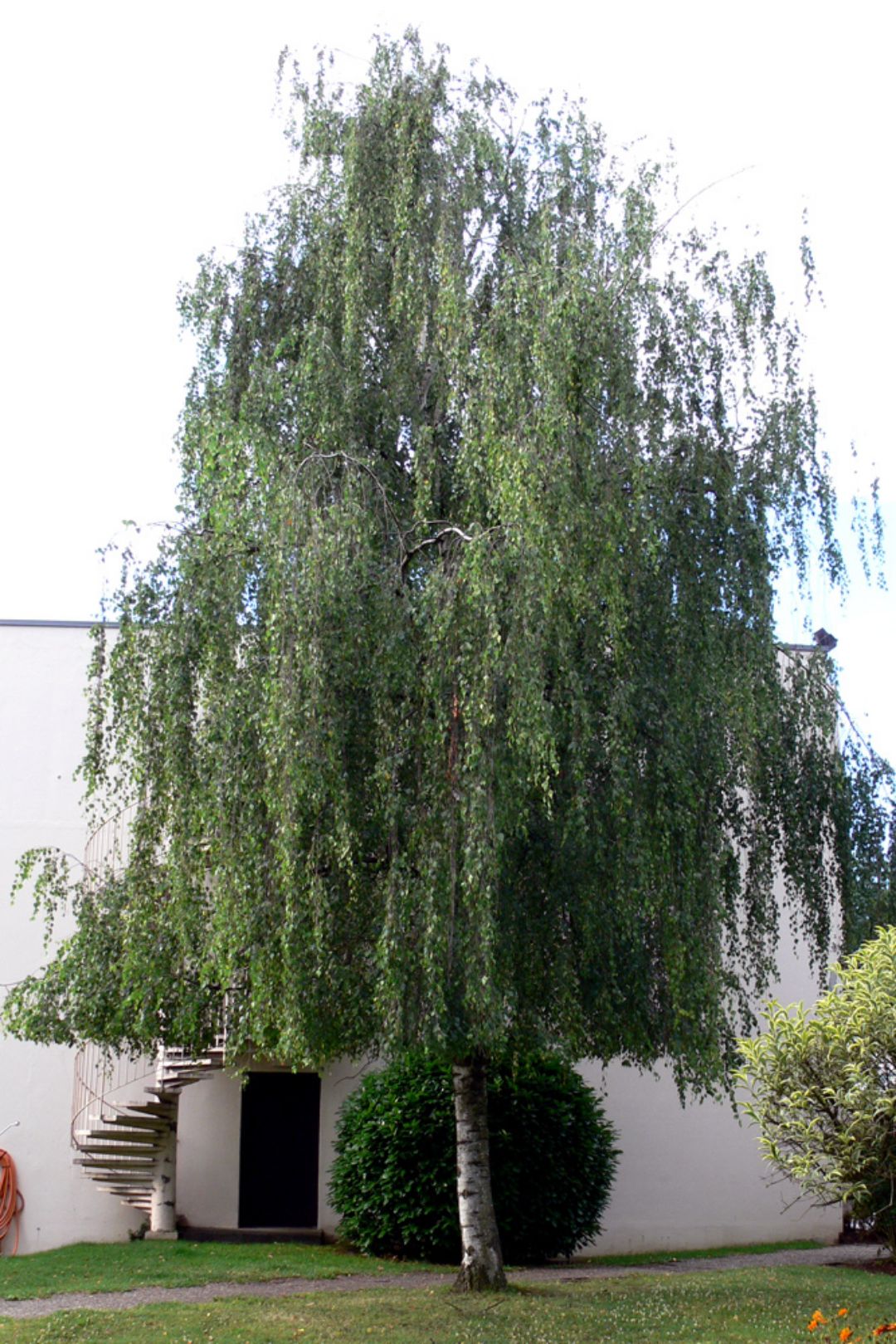 Береза повислая Betula pendula