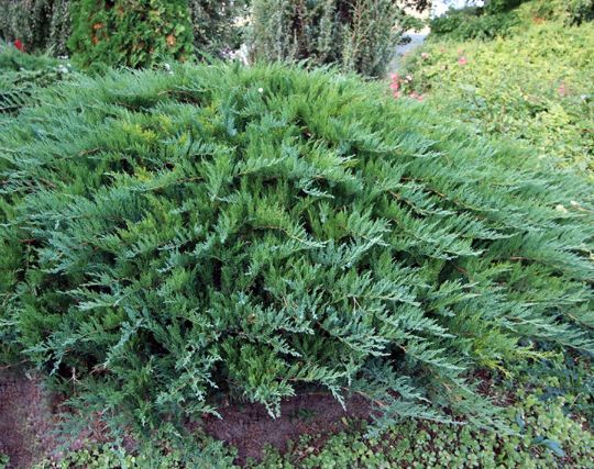 Можжевельник казацкий "Тамарисцифолиа" Juniperus Sabina ’Tamariscifolia