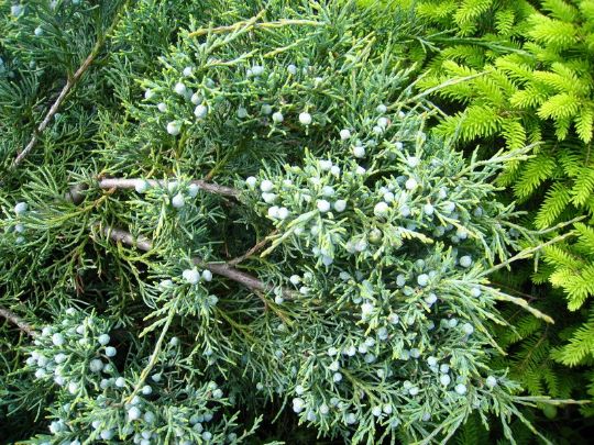 Можжевельник виргинский «Глаука» Juniperus virginiana Glauca