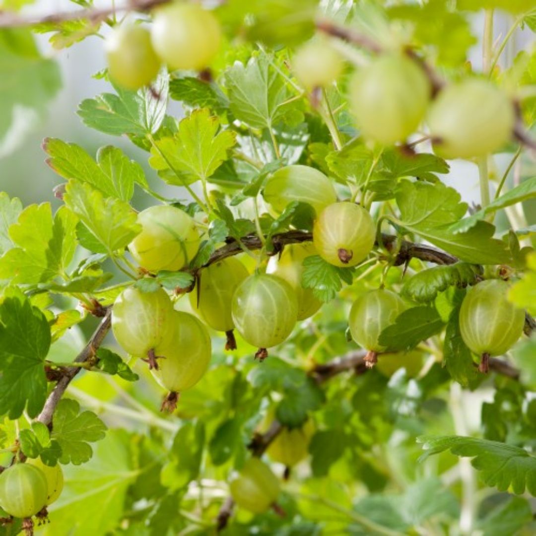 Крыжовник Ribes uva-crispa