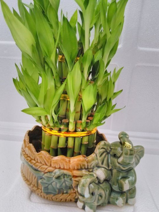 Бамбук Bambúsa