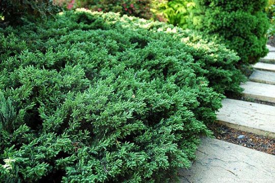 Можжевельник обыкновенный «Репанда» Juniperus communis «Repanda»