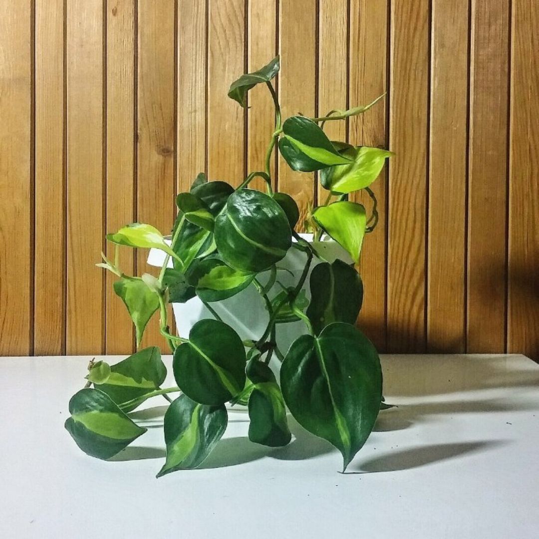комнатный цветок филодендрон фото