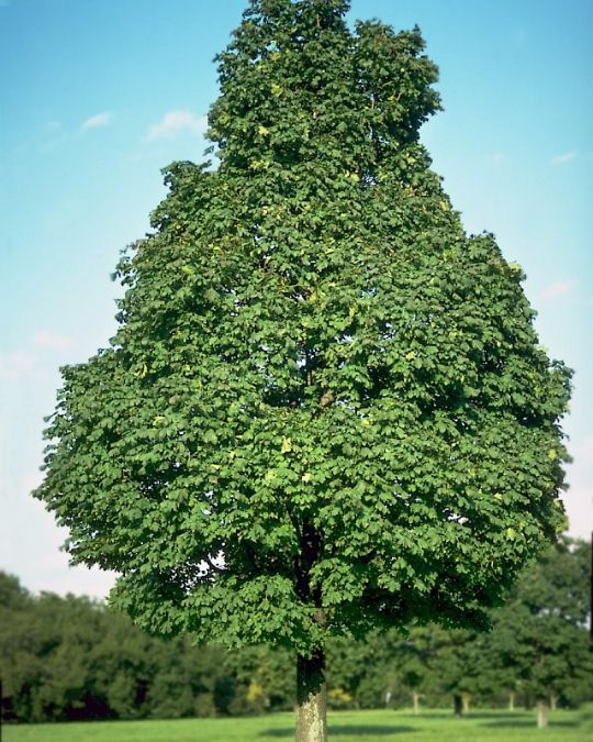 Клен остролистный Acer platanoides