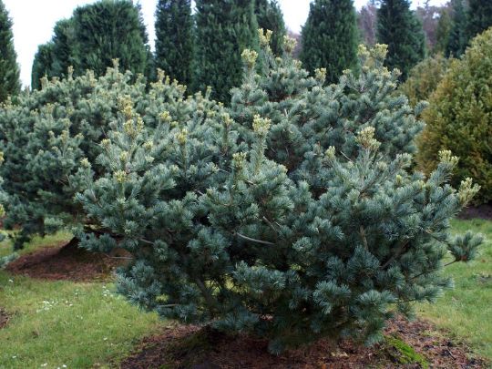 Сосна низкая «Глаука» Pinus pumila «Glauca»