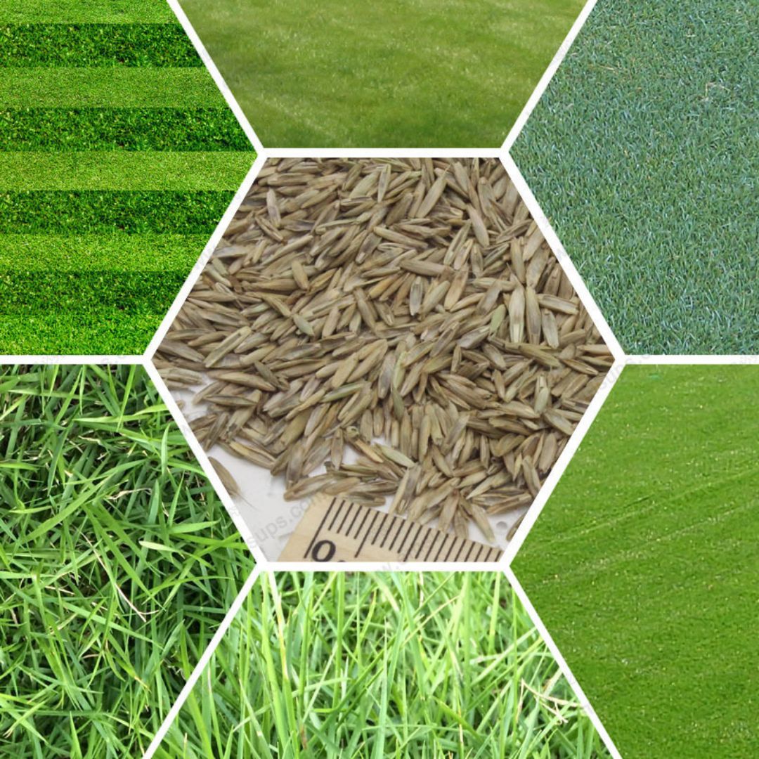 Газонная трава семена какую выбрать многолетка