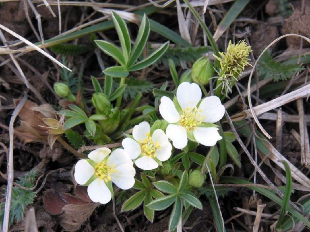 Лапчатка бела. Лапчатка Альба. Potentilla Alba. Лапчатка белая Альба. Лапчатка белая трава.