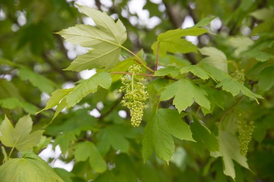 Клен ложноплатановый Acer pseudoplatanus