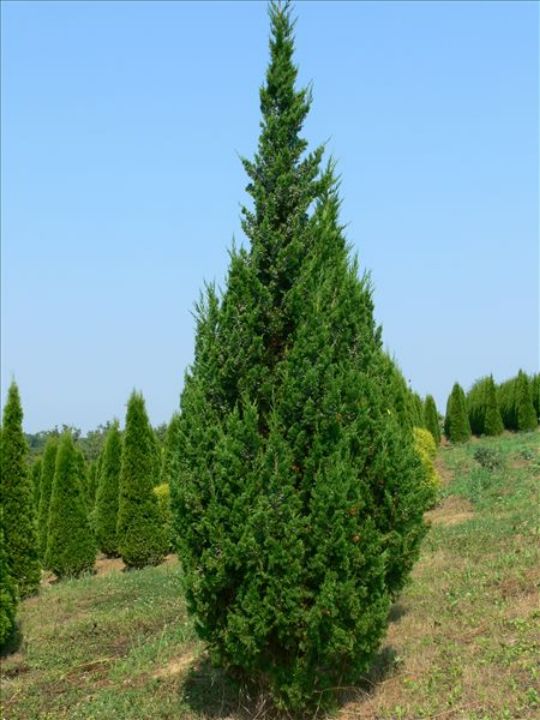 Можжевельник китайский «Кетелери» Juniperus chinensis Keteleeri