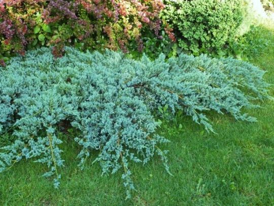 Можжевельник чешуйчатый «Блю карпет» Juniperus squamata Blu carpet
