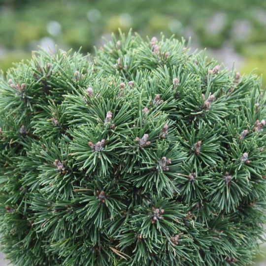 Сocна горная «Мопс» Pinus mugo «Mops»
