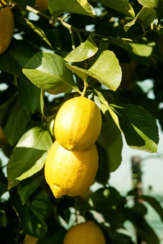 Лимон Citrus limon