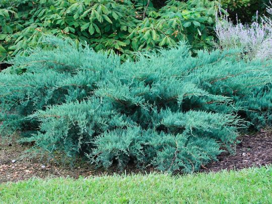 Можжевельник виргинский «Грей ойл» Juniperus virginiana Grey owl