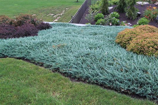 Можжевельник горизонтальный «Блю Чип» Juniperus horisontalis «Blue Chip»