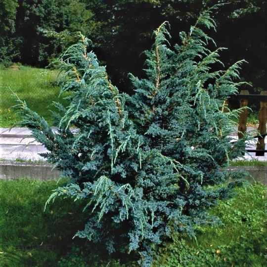 Можжевельник чешуйчатый «Мейери» Juniperus squamata Meyeri