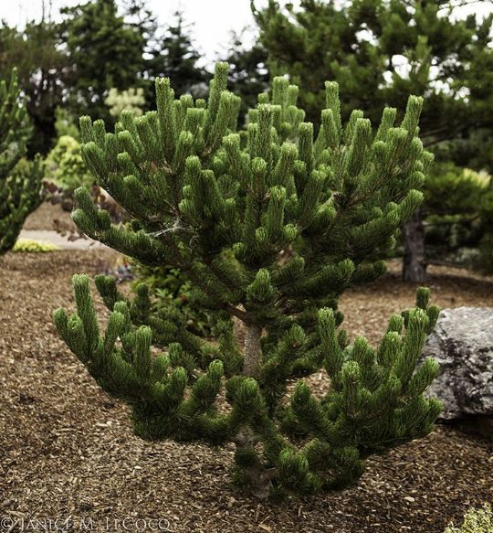 Сосна чёрная Орегон Грин Pinus nigra Oregon Green